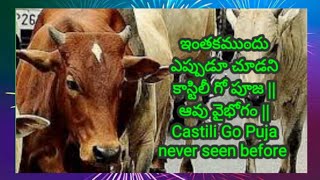 ఇంతకముందు ఎప్పుడూ చూడని    కాస్టిలీ గో పూజ || ఆవు వైభోగం || Castili Go Puja never seen before