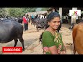 తుని పశువుల సంత tuni buffalo market tuni buffaloes info buffalo farming info @jainkisan