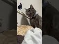 the hilarious play of cats kitten cat foryou funnycat catsoftiktok catlover fyp