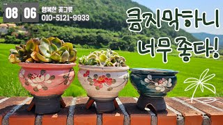 창 다육이 심을 큰사이즈 화분 찾으시죠??? 큼지막한 국산 수제화분 소개합니다☺️ [행복한꽃그릇 010.5121.9933]