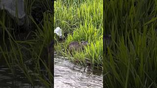 【可愛い】川釣りしてたら街中に謎の生物が！？ | 野生のヌートリアだそうです #fishing #Nutria #wildanimals #野生動物