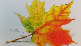 【土人教画】230 教画彩铅，加拿大枫叶 Terrain art class Crayons -Maple Leaf