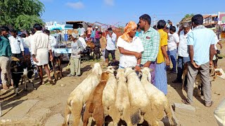 దేవరకద్ర సంతలో పొట్టేళ్ల రేట్లు-rams prices in devarakadra market-devarkadra market-devarkadra santa