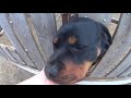 rottweiler buda és a figyelők.