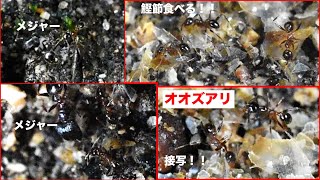 オオズアリに鰹節を与えて接写してみた　Pheidole noda