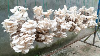 [Gardening at home] Mushrooms are easy to grow and harvest every day