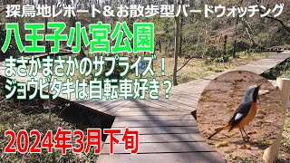 小宮公園(東京都)の探鳥地レポートです　まさかまさかのサプライズ！ジョウビタキは自転車好き？　2024年3月下旬