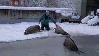 【北海道】旭山動物園 あざらし館のもぐもぐタイム