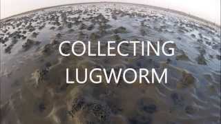 Collecting Lugworm