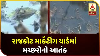 Mosquitoes In Rajkot Marketing Yard | ABP Asmita