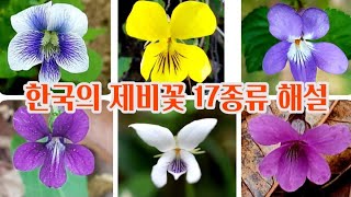 제비꽃 - 4월 제비꽃 17종류를 구별하는 핵심 key, 수도권에서 볼 수 있는 제비꽃 모음