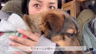 前に住んでいたお家をちょっとだけ見に行った野犬の子たち