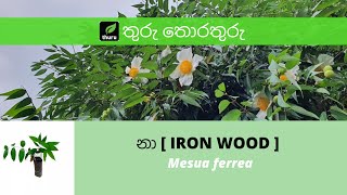 තුරු තොරතුරු 9. නා [ IRON WOOD ] Mesua ferrea L.