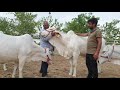 एक पूरी industry है भारतीय नस्ल की गोमाता।👍 how indigenous cow dairy farming gives profit