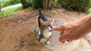 公園にいたキジ白猫がモフられに来た