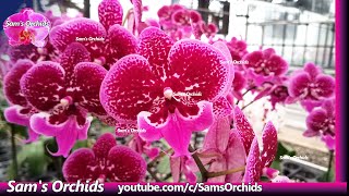 Phalaenopsis orchids in an orchid nursery Mar., 2020