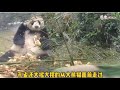 angry panda chases a bird in a hilarious showdown