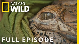 Crocodile Rescue (Full Episode) | Jungle Animal Rescue