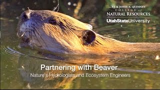 Partnering With Beaver: Nature's Hydrologists and Ecosystem Engineers