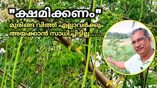 ചെടി മുരിങ്ങ വിത്ത് അയക്കാൻ സാധിച്ചിട്ടില്ല? | PKM 1 Drumsticks Seeds | Moringa Seeds