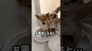 お風呂に入ると眠たくなっちゃう豆柴 #Shorts #shortvideo