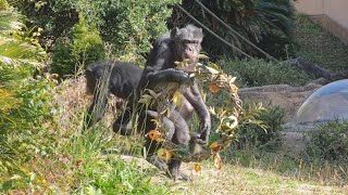 クリスマスパーティーといえばマツコ🎄　かみね動物園　チンパンジー　202412