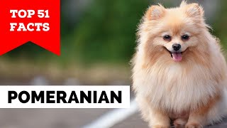 99% of Pomeranian Owners Don't Know This