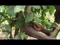 coffee stumping u0026 pruning english