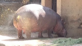 AMAZING HIPPO POOPING SPINNING TAIL ! ONE OF A KIND FOUNTAIN BURST OF EPIC PROPORTIONS !!!!!!!!!!!!!