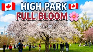 【4K】🌸 TORONTO CHERRY BLOSSOMS 2026 🇨🇦 | High Park Full Bloom Walk (April 2026)