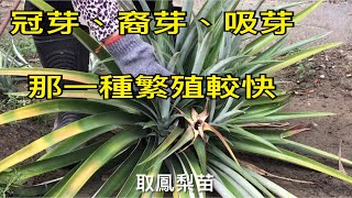 【休閒小菜園】鳳梨採收取苗：冠芽、裔芽、吸芽、塊莖芽，選那一種芽體繁殖採收較快？