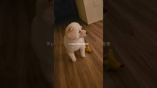 🧡自分のショート動画を不思議と見つめるモカさん🐶😂笑【JunJun】#shorts #トイプー #トイプードル #癒し #癒し動画 #癒しワンコ #犬のいる暮らし #犬のいる生活 #愛犬 #ペット