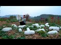 WOW! Biggest Winter Melon Ever! It Is Covered with Snow!