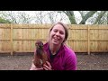 why crossbeak chickens are highly valuable to every flock