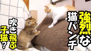 ふたりボッチの子猫が強力な猫パンチを繰り出してしまい、一撃で吹き飛ばされる子猫？【赤ちゃん猫　保護猫】