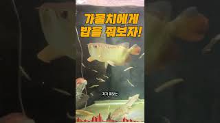 가물치 밥먹는 시간