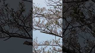 花見、桜、香川県, 亀鶴公園, IMG 1691