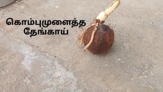 தொட்டியில் கொம்பு முளைத்த தேங்காய்