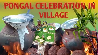 PONGAL CELEBRATION IN VILLAGE |     2025 | HAPPY PONGAL |