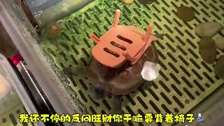 #神奇动物在抖音 #萌宠出道计划 #动物世界 #龟龟🐢