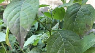 A small farming in our villa at Qatar, വയലും വീടും ( ഖത്തറിലെ എന്റെ ഒരു ചെറിയ കൃഷി )