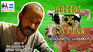 BREEDS OF CATTLE (വിവിധയിനം പശുക്കള്‍)NSQF (DFE ) By Sajeev B, VI in DFE ,GVHSS Thattakuzha