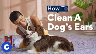 How To Clean a Dog’s Ears | Chewtorials