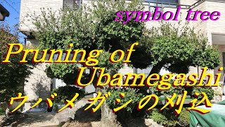 #35 ウバメガシのシンボルツリー刈り込み　Ubamegashi's symbol tree pruning \