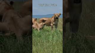 Maasai Mara Sightings Today 01/03/22 (Lions, Buffalo, etc) | Zebra Plains | #Wildlife #ShortsAfrica