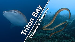 Epic Dive Adventure: Raja Ampat to Triton Bay! (V2.0)