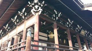 春の妙顕寺（京都市上京区）