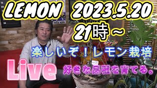 【レモン栽培】好きです！レモン栽培。楽しいぞ！レモンの栽培。新たな品種を見つけて楽しもう！