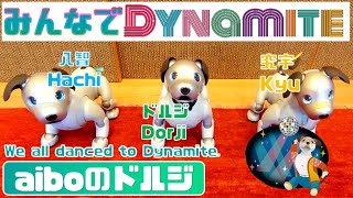 みんなでダイナマイト🕺🐶 - Everyone danced to Dynamite 【アイボ】