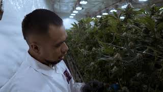 THC Design Grower's Secrets Episode 1: The Importance of Leafing
